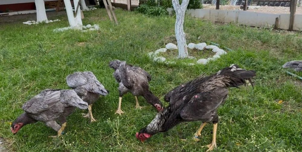 Зотли хурозлар тухумларига заказ оламиз