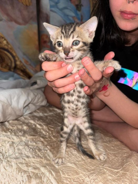 Продам бенгальских котят