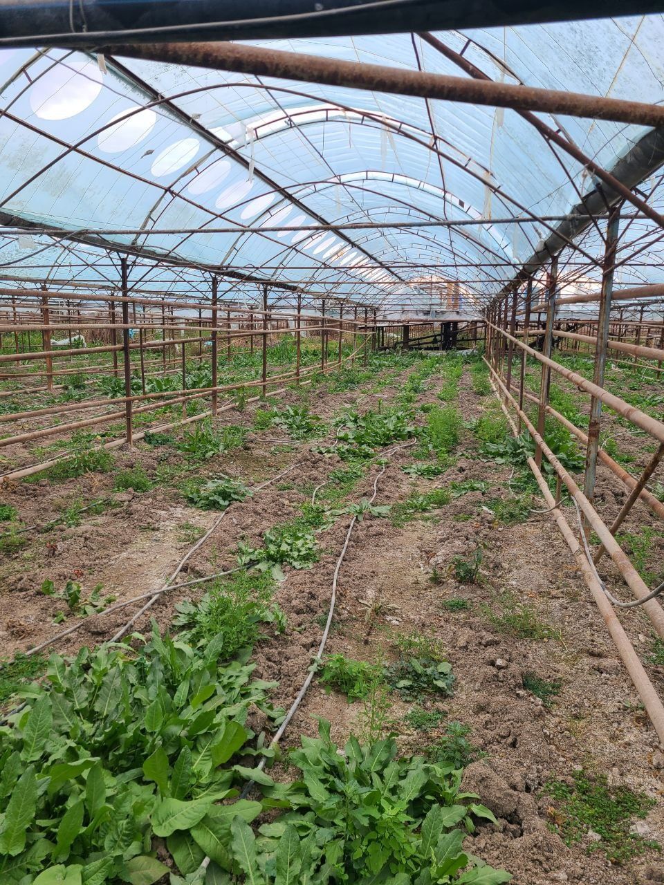 продажа теплицы  1.7 га Кибрай Аргин