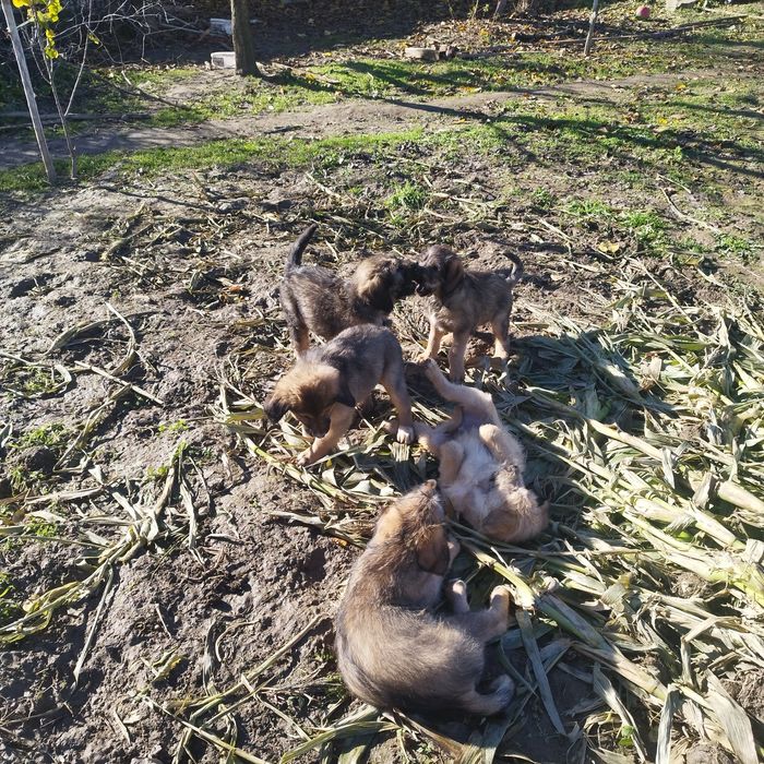 Подаряват се малки кученца!