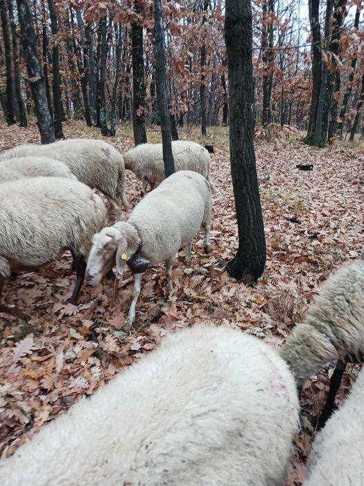 Продавам овце Аваси и Асаф