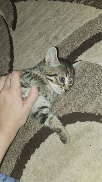 Отдам котят-мальчиков в заботливую семью