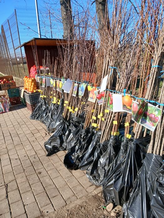 Pomi altoiti certificati