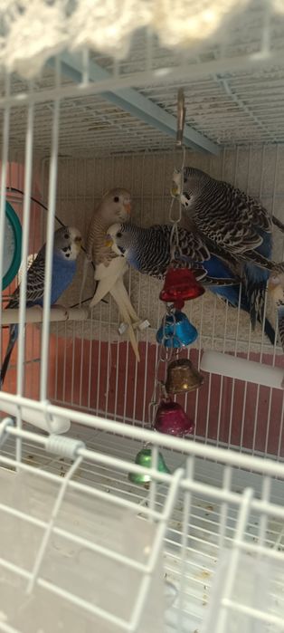 Perusi tineri 50 lei