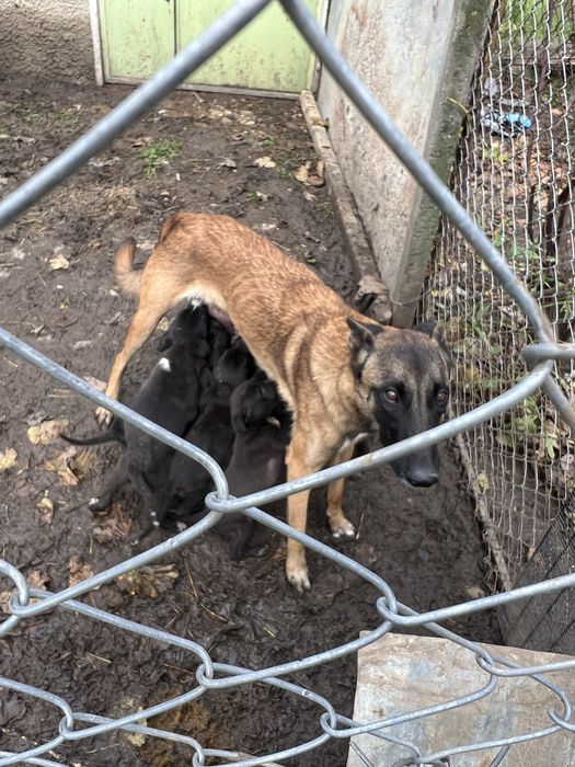 Подарявам бебета кученца – баща канадски вълк, майка малинуа