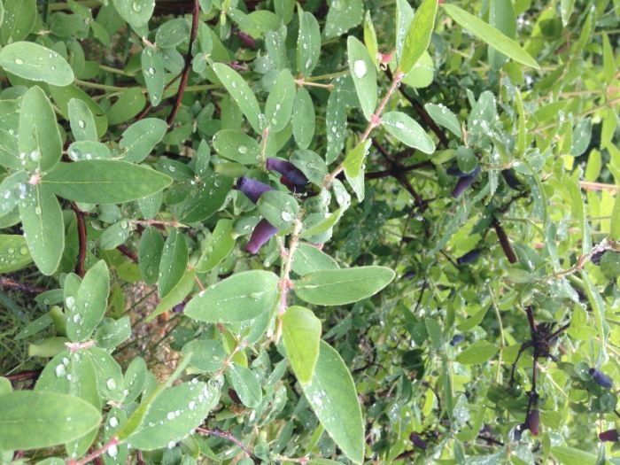 Жимолость садовая, бульдонеж, туя саженцы в горшках