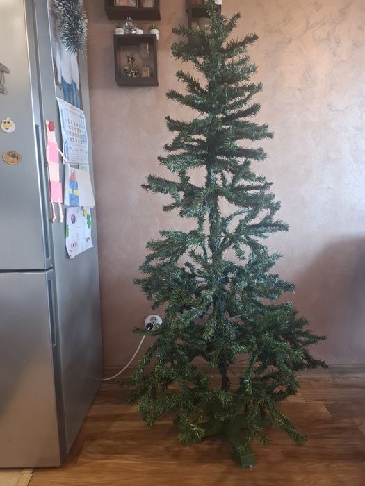 Елха 1.80см висока