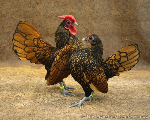 Oua pentru incubat rasa apenzeller, marans, araucana, sebringht