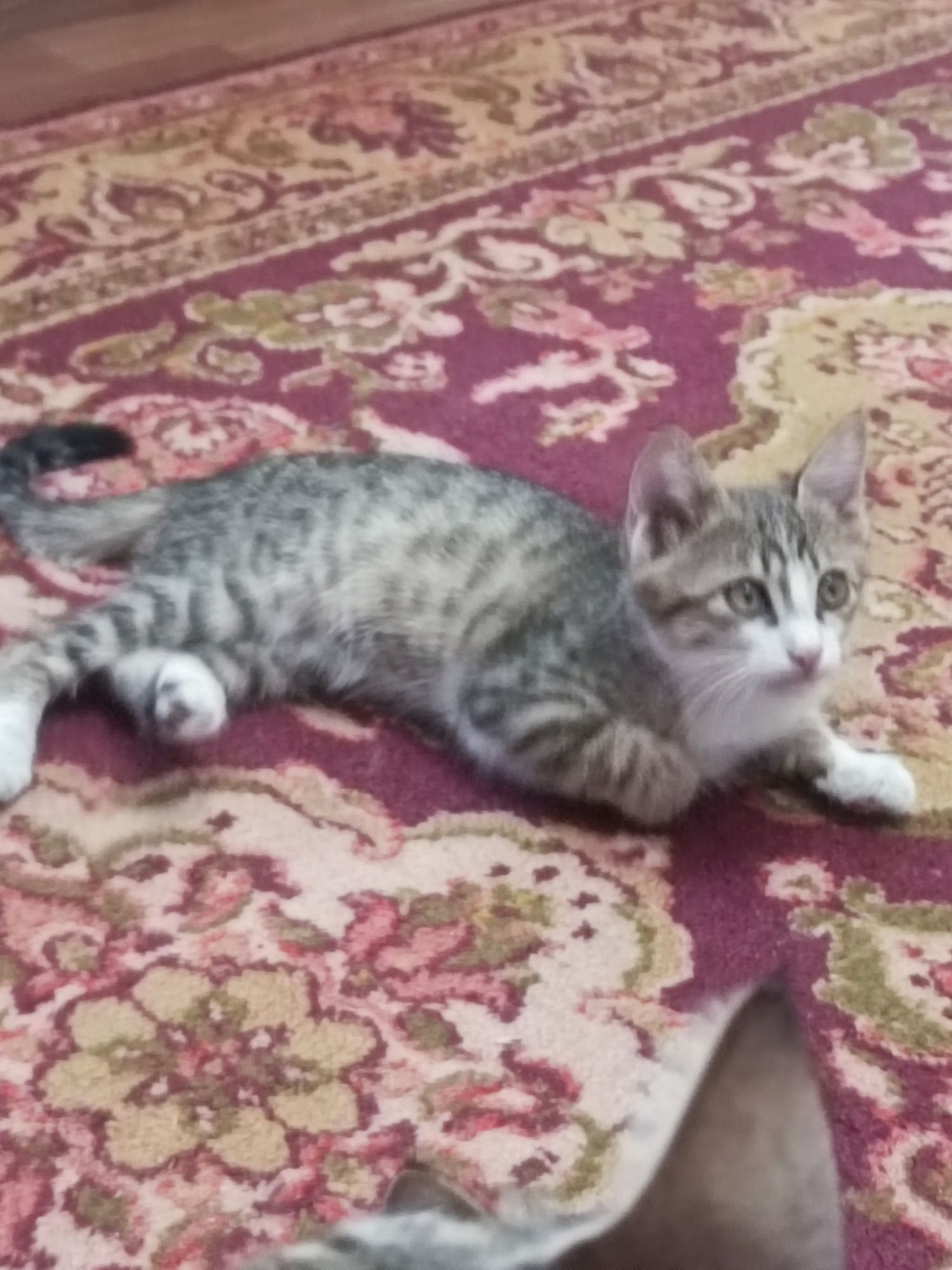 Котята домашние два месяца