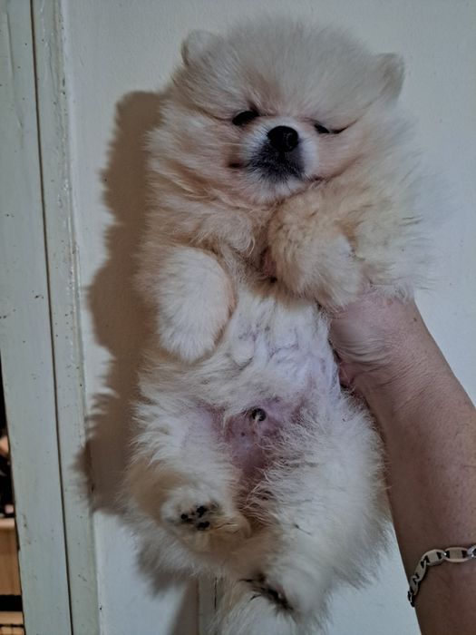Померан мини шпиц