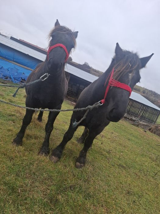 Vând două iepe negre!