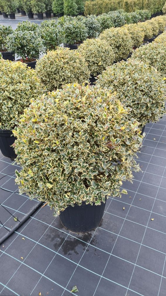 Ilex  evonimus  photinia