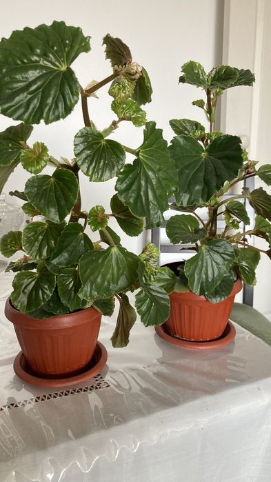 Комнатные растения