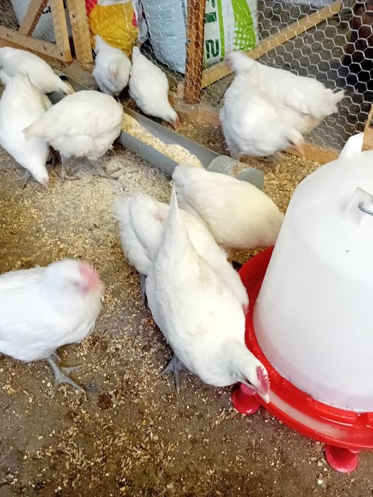 Gaini și cocoși La Bresse din 26 martie