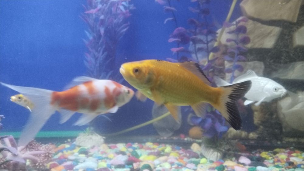 Срочна сотилади ойнаси Калин акварум