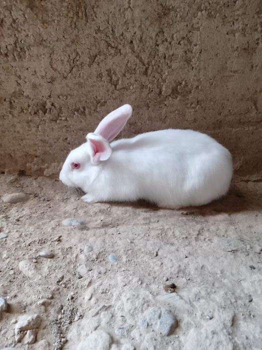 Коян чисты великан