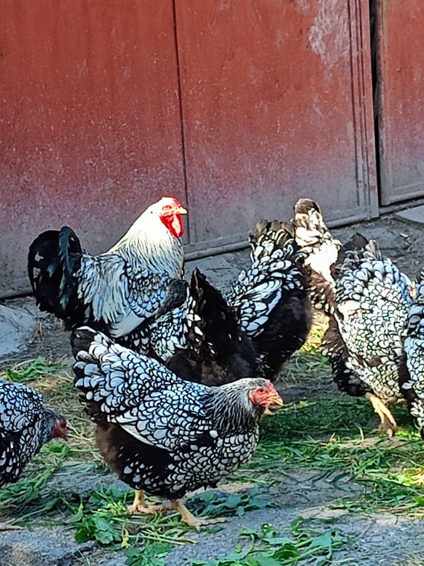 Familie găini rasa Wyandotte argintiu