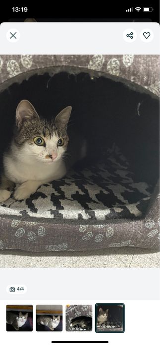 O pisicuta incredibilă isi caută stăpân