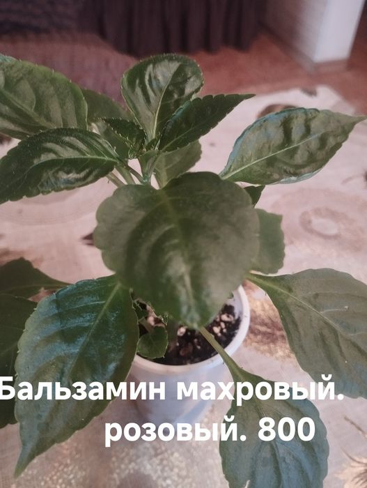 Распродажа!!!комнатные растения