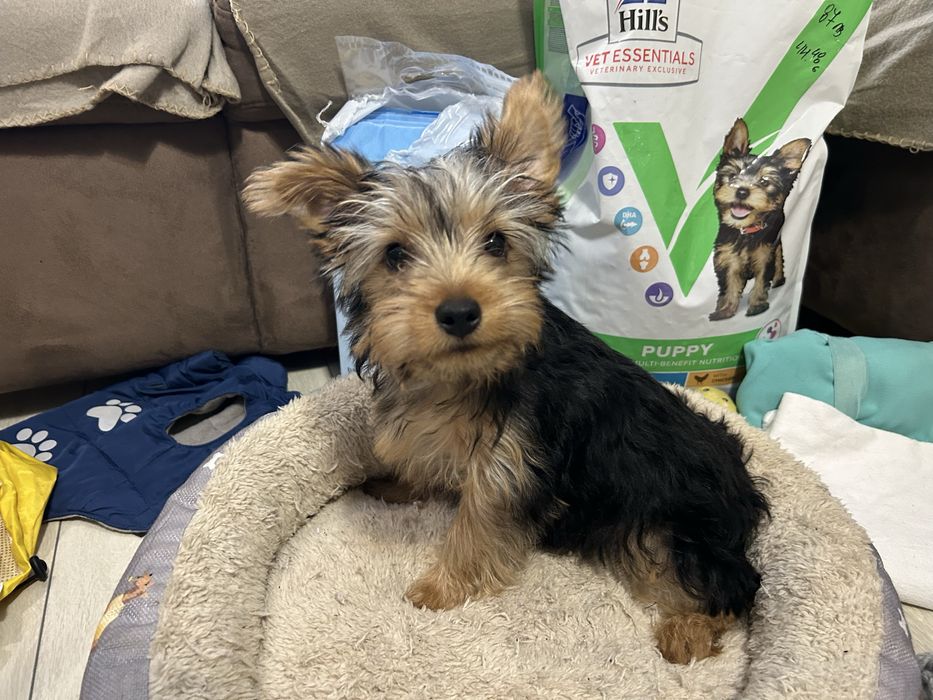 Йоргширски териер мъжки