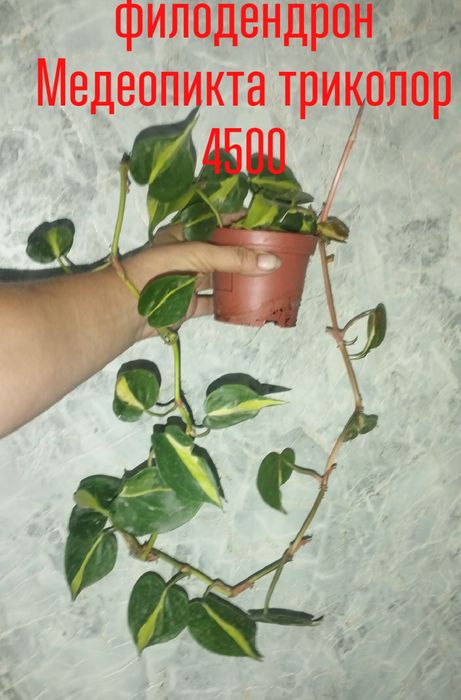 Цветы  комнатные