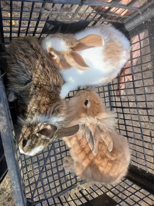 Disponibili 2 iepurași de 2 luni