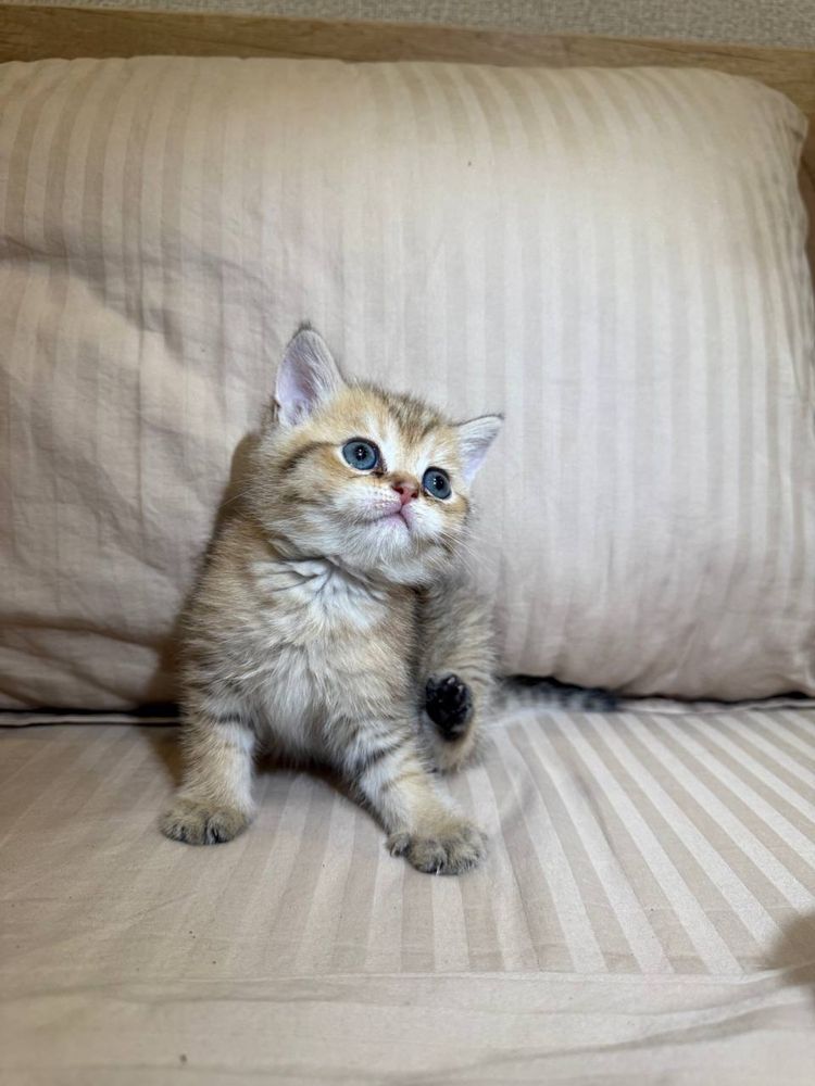 Скотиш страйт мушуги