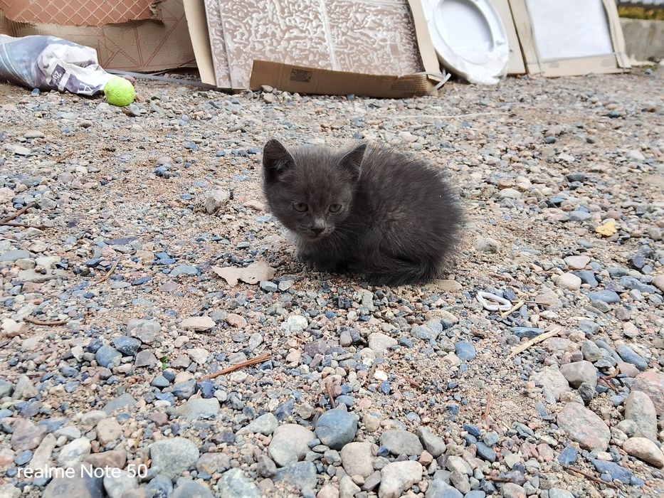 Отдам котят в надёжные руки.