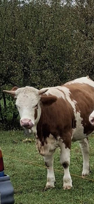 Vitea juninca montata