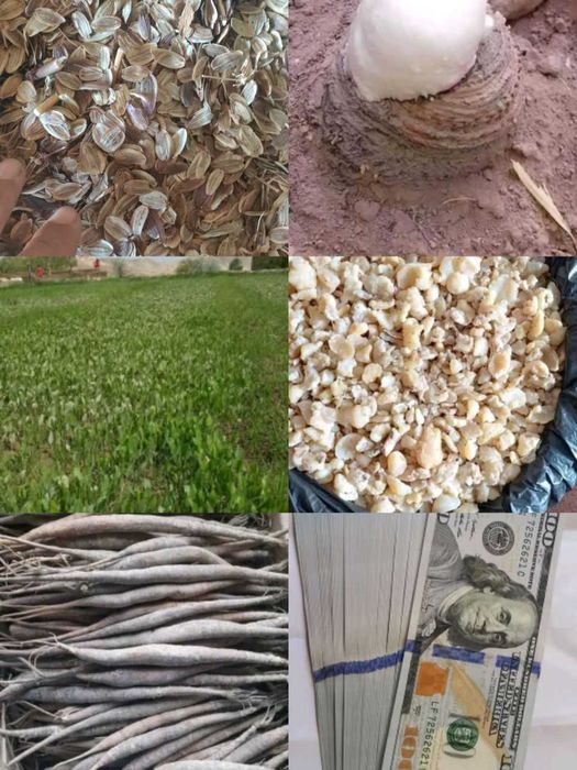 Qimmatbaho oʼsimlik KOVRAK oʼsimligi urugʼi va koʼcbatlari sotuvda.