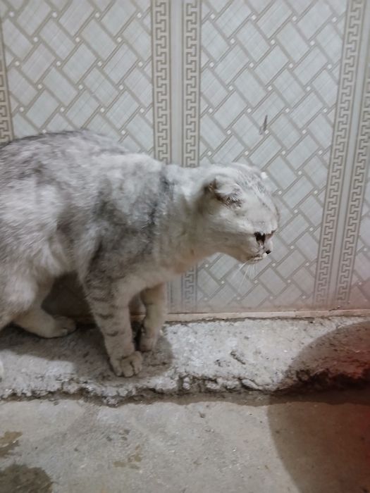 Mushukchamiz o'z egasini qidirmoqda