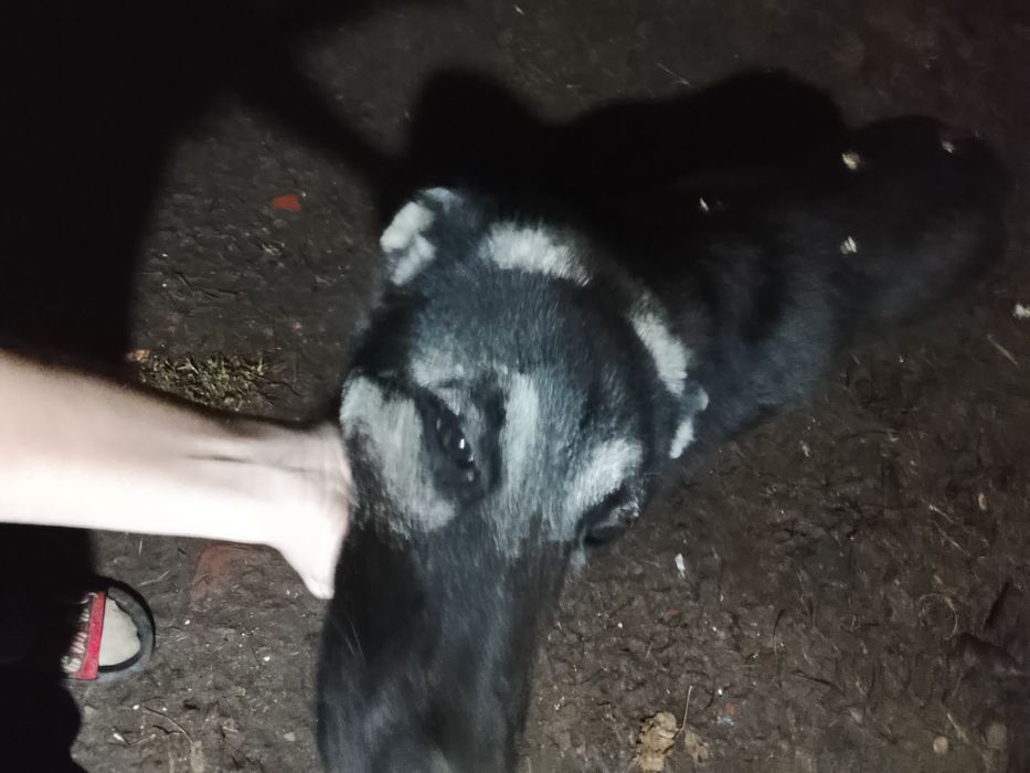 Отдам сабаку овчарку очень хорошо любить детей