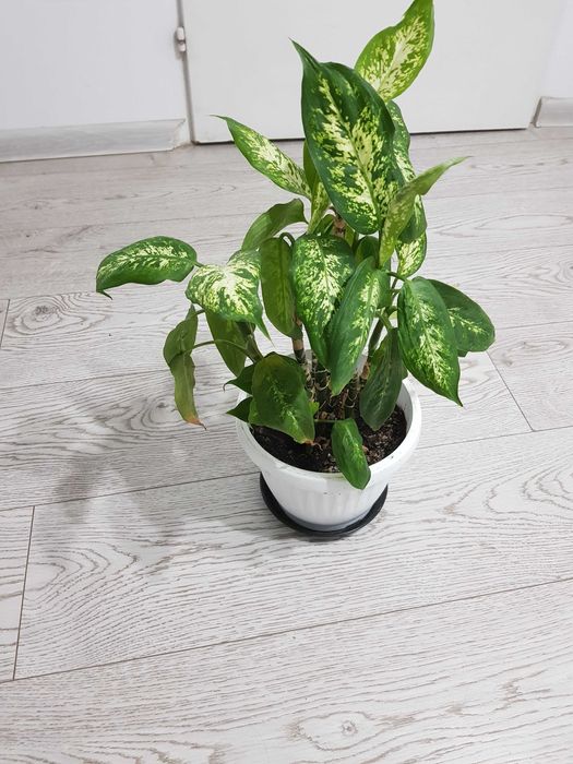 Стайно цвете в саксия спатифилум