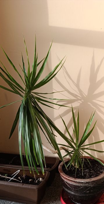 Саксийно цвете палма Драцена