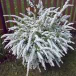 Plante ornamentale ,plante decorative gradina cununita