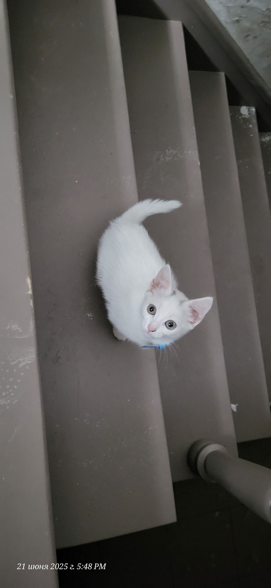 Отдам котёнка девочка  к лотку приучена