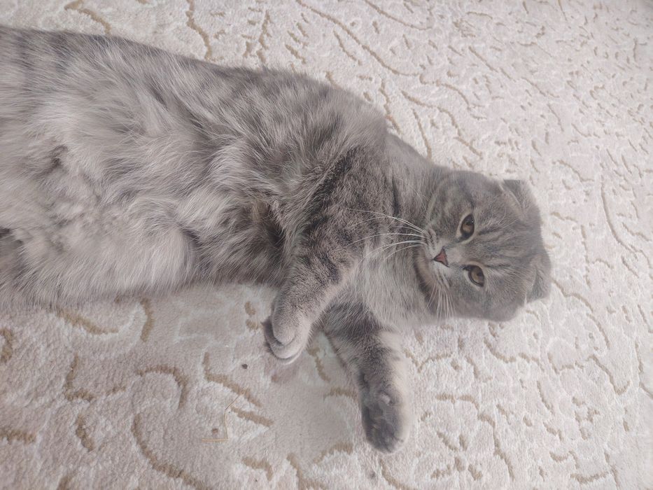 Scottish fold mushugi sotiladi