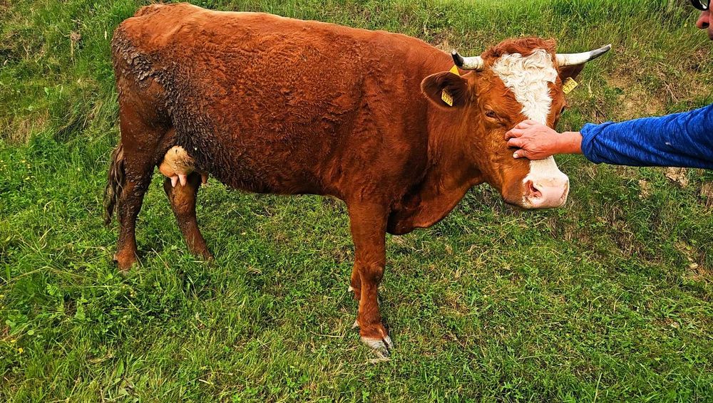 Vaca  de 6 ani ,montata de 2 luni,mai multe detalii la telefon,