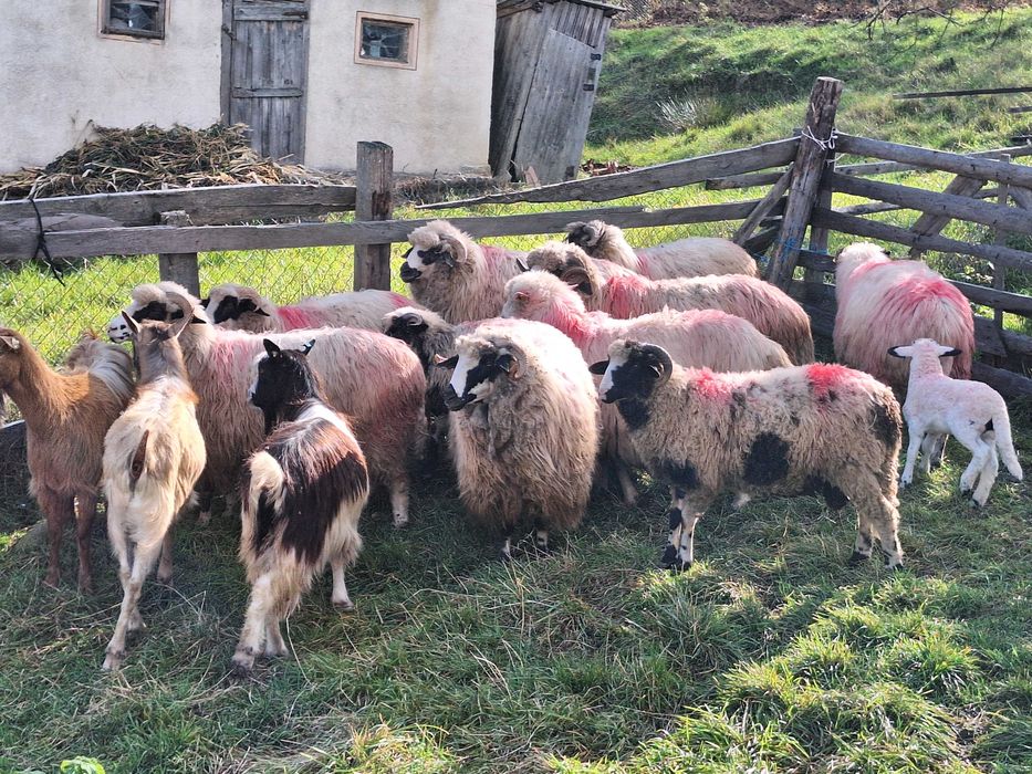 Vand 9 oi si un berbec