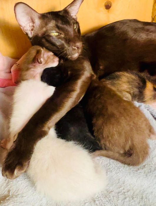 Ориентальные котята