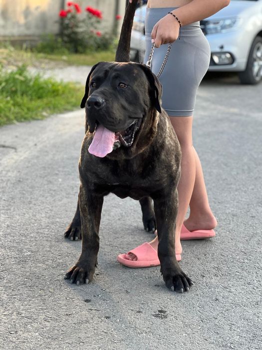 Mascul presa canario