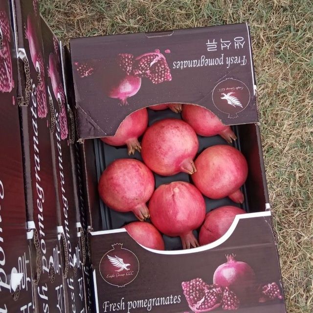 Мевали дарахтлар кучатлари.