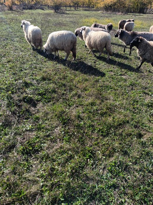 Oi de vânzare prasila