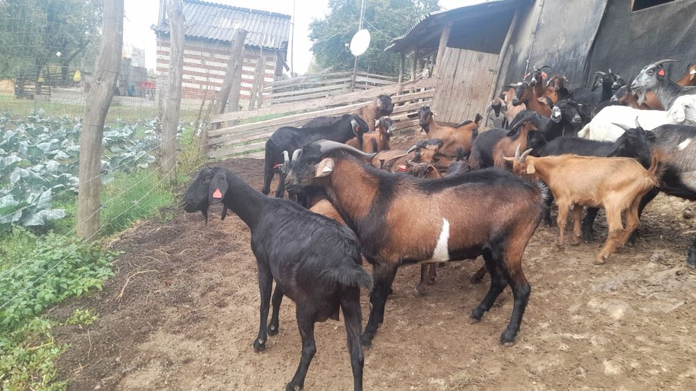 Vînd capre de prasilă