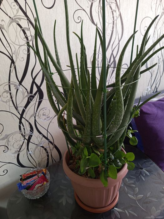 Продам алоэ Вера