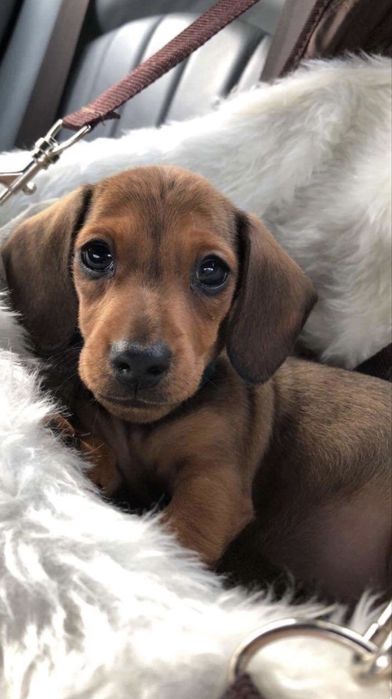 Teckel 1000 lei superb