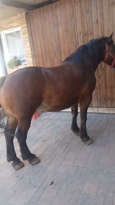 Vând cal de 5 anii  analtime 180 la hreban mai multe detalii  an priva