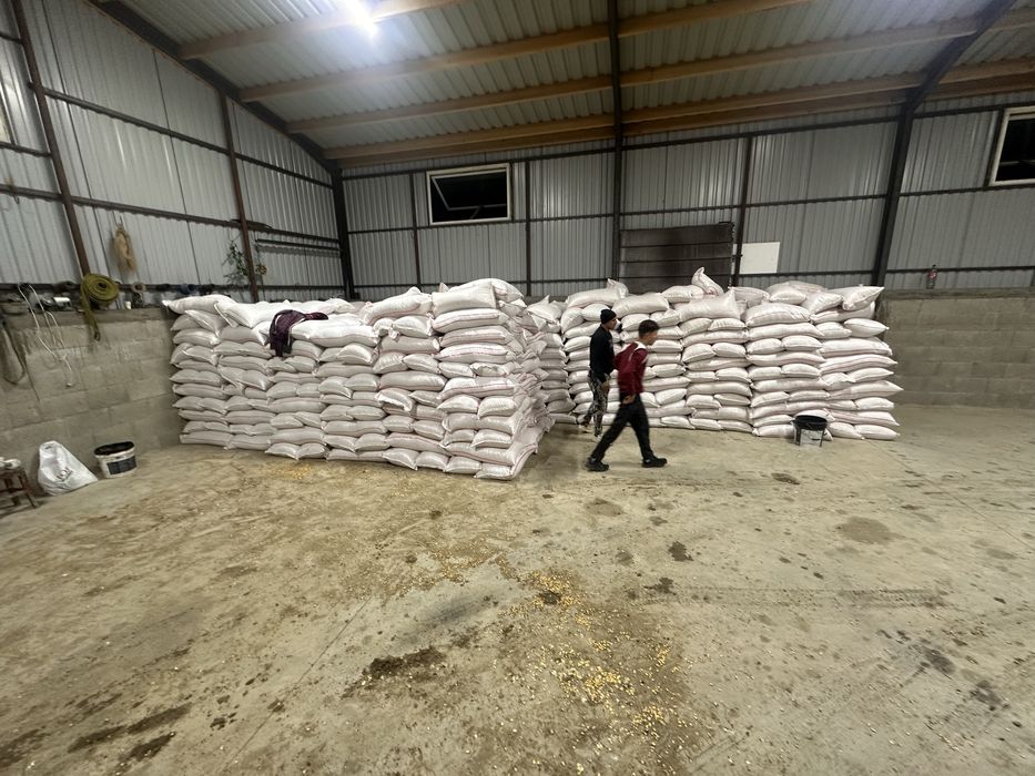 Porumb graunte uscate