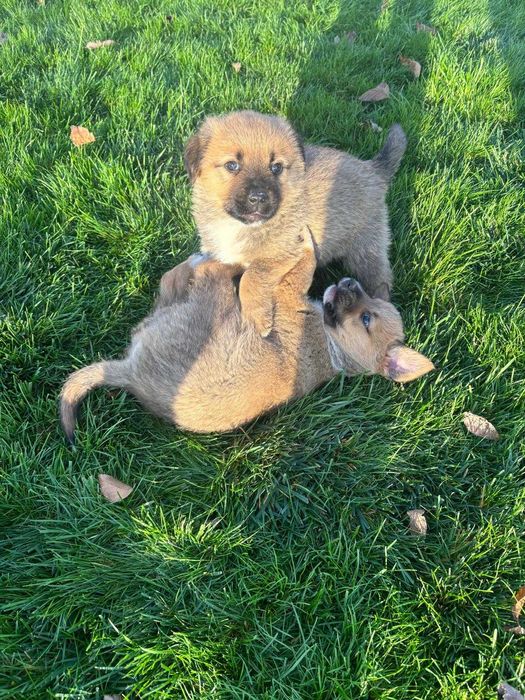 Ofer spre adoptie 5 catelusi super simpatici, 3 baietei si 2 fetite