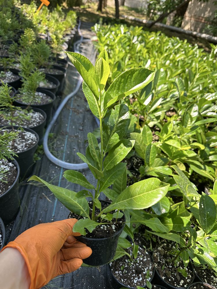Laur englezesc, prunus laurocerasus, plante ornamentale, leylandi,